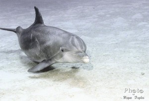 A Dolphin of Roatan Underwater Photo.